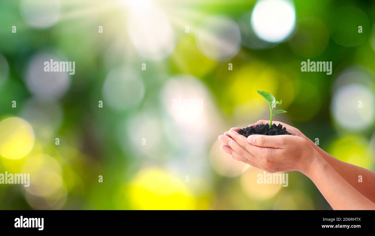 Gli alberi sono piantati a terra in mani umane con sfondi verdi naturali, il concetto di crescita delle piante e la protezione ambientale. Foto Stock