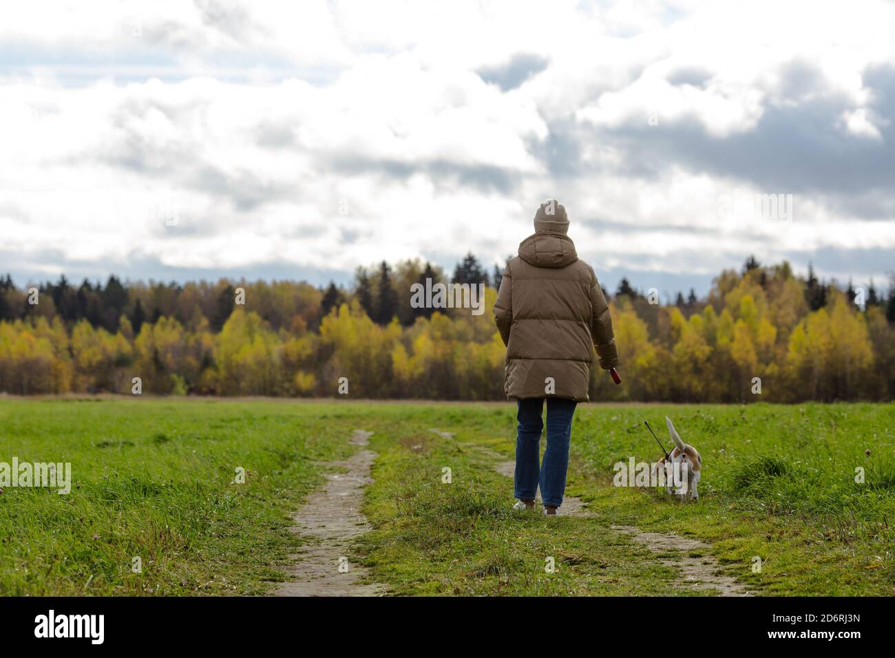 Donna mid adulta che cammina con un beagle sul campo. Foto Stock