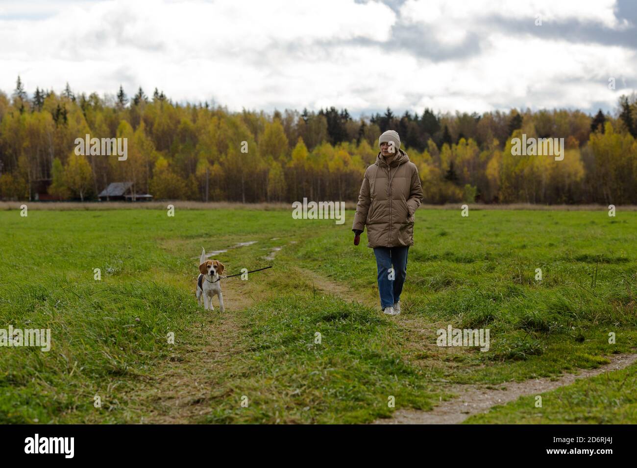 Donna mid adulta che cammina con un beagle sul campo. Foto Stock