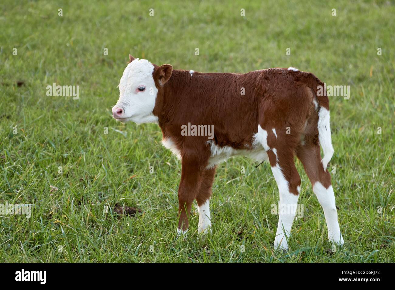 Carino vitello di vacca in pascolo verde. Bestiame Hereford Foto Stock