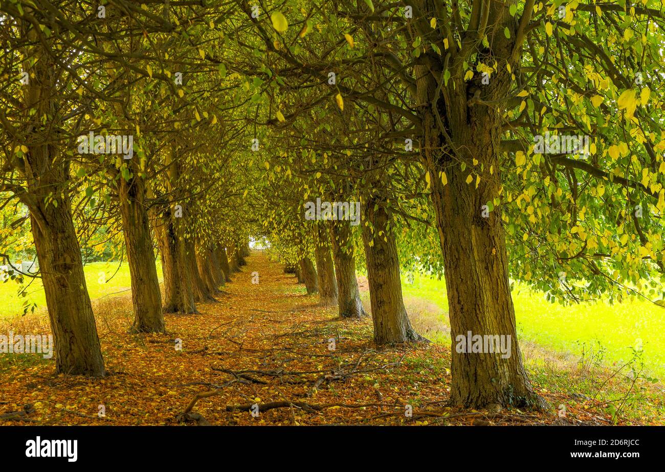 Il viale degli alberi di tiglio al Kellersee, il castello di Eggersdorf, mostra il suo lato migliore qui in una bella giornata d'autunno. Foto Stock