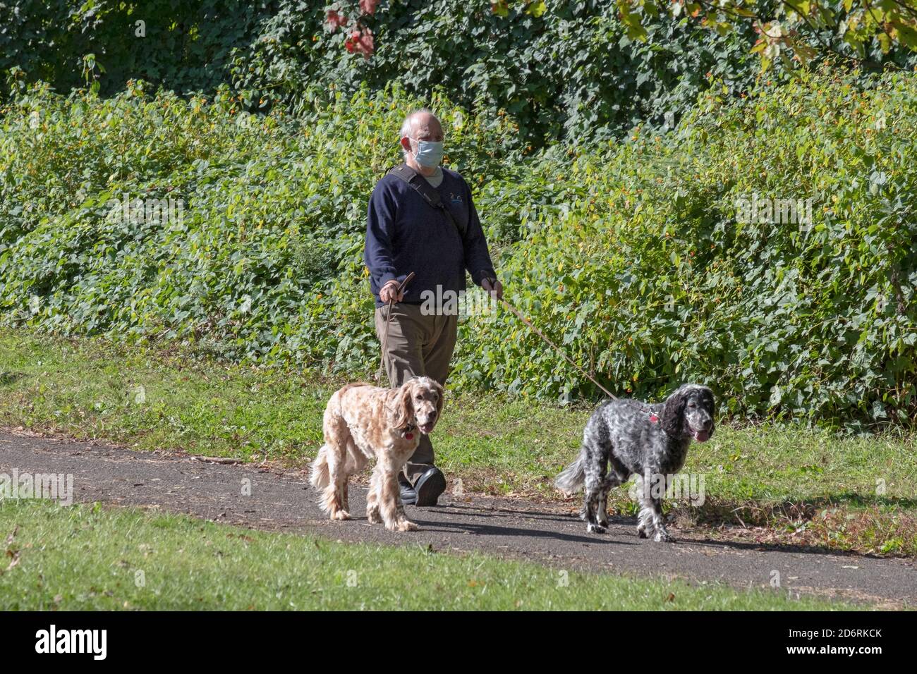 Un uomo anziano in una maschera cammina i suoi due cani inglesi Setter in un parco a Queens, New York City. Foto Stock