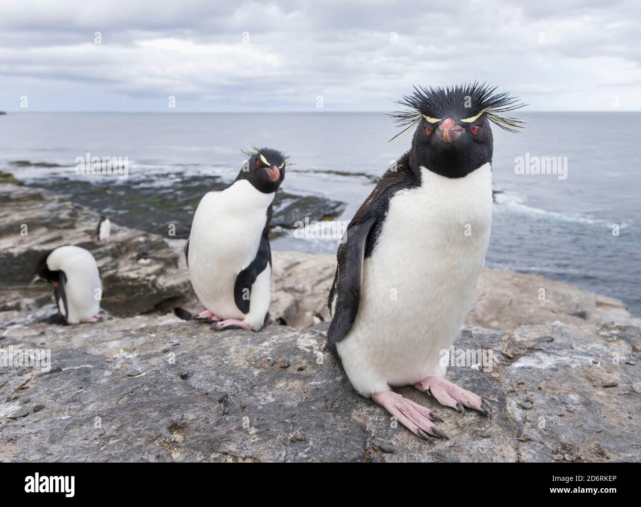 Pinguino saltaroccia (Eudyptes chrysocome), sottospecie occidentale pinguino saltaroccia (Eudyptes chrysocome chrysocome). America del Sud, Isole Falkland, Foto Stock