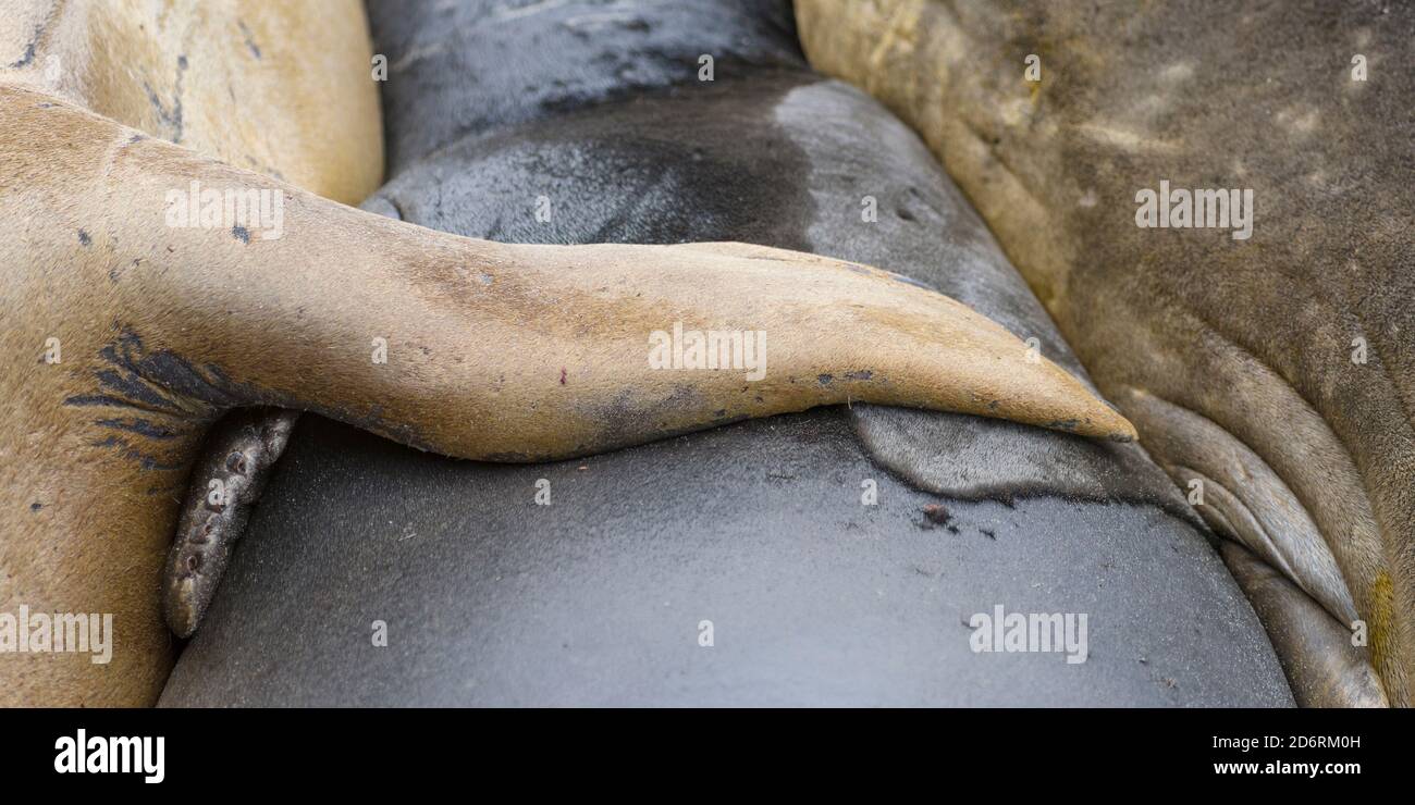 Elefante marino del sud (Mirounga leonina), maschio, dopo il periodo di allevamento sulle Isole Falkland. America del Sud, Isole Falkland, Gennaio Foto Stock