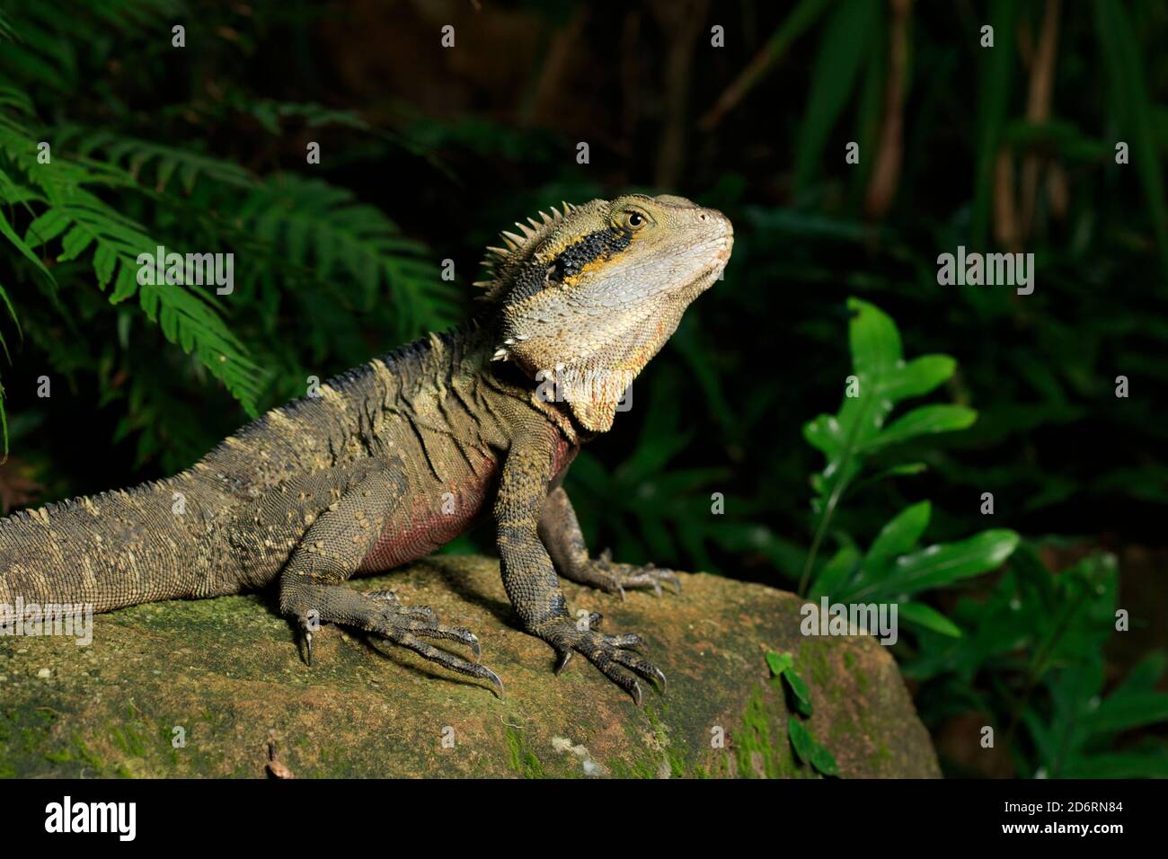 Drago d'acqua orientale (Intellagama lesueurii) Maschio adulto tra felci nella zona forestale di Roma Street Parco Foto Stock