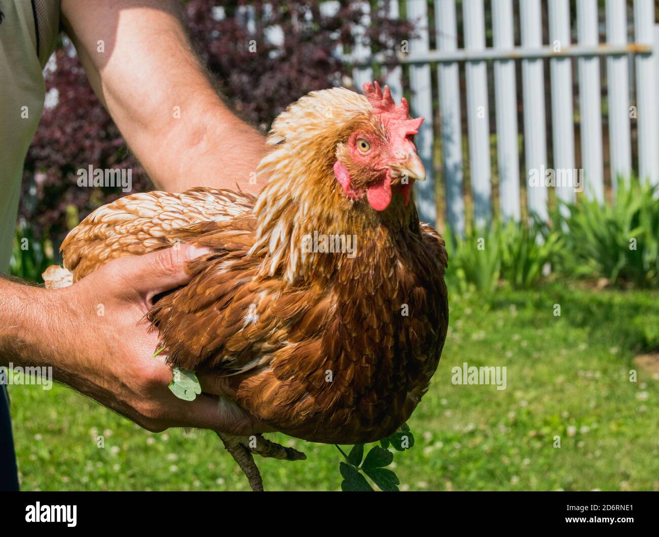 Pollo marrone in mani maschili in giornata di sole Foto Stock