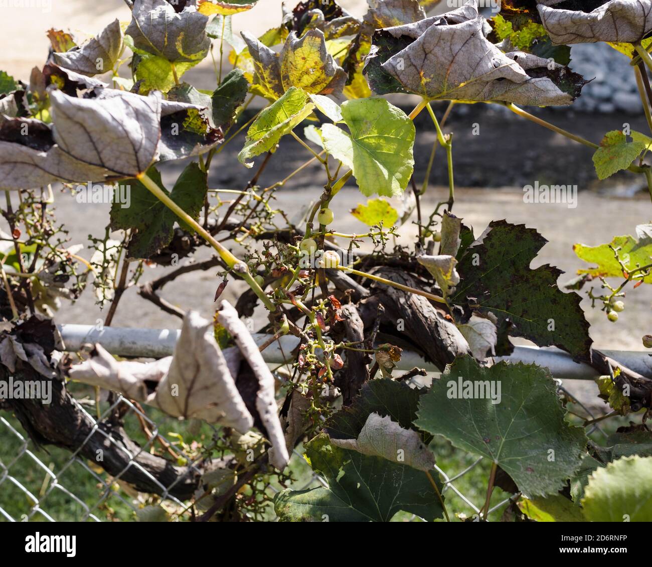 uno sguardo d'autunno ad un vitigno dopo la maggior parte di le uve sono scomparse Foto Stock