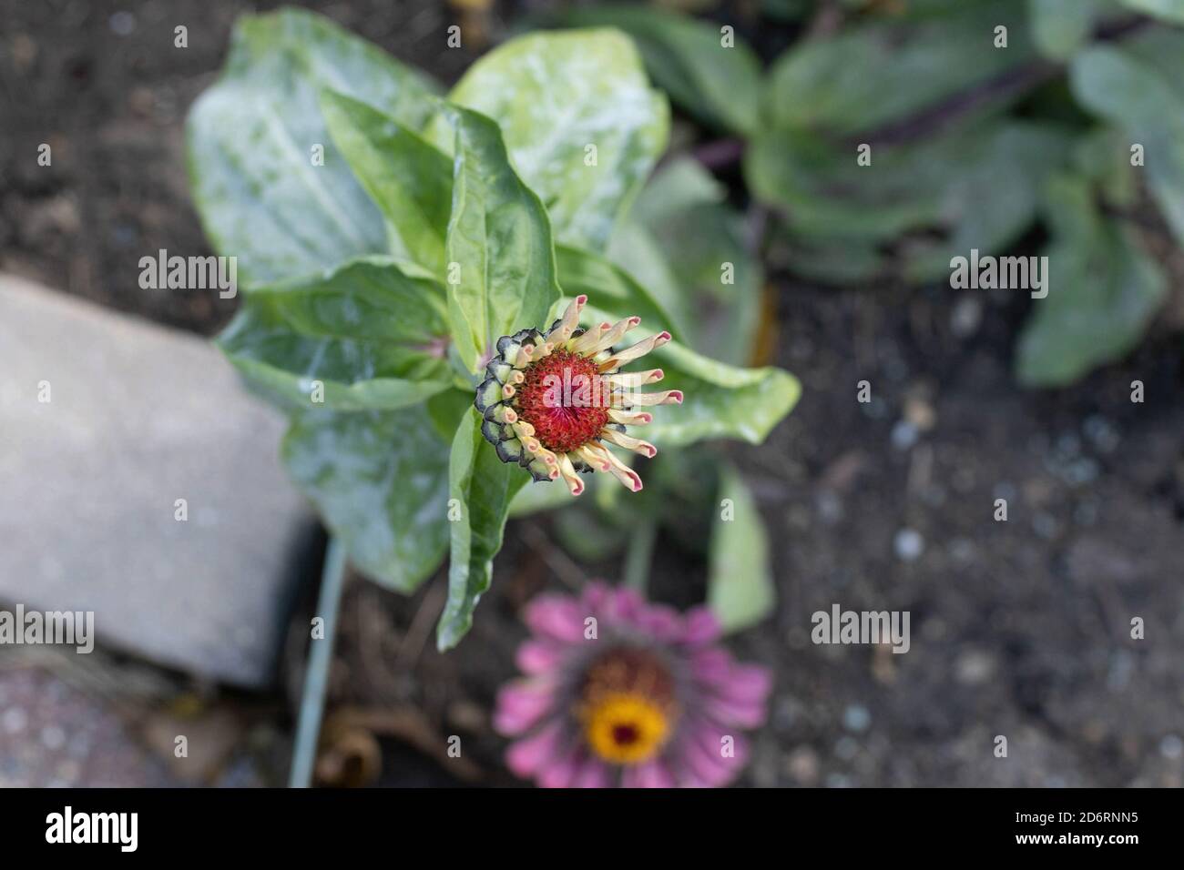 ancora un'altra zinnia rosa che fiorisce nel giardino posteriore Foto Stock