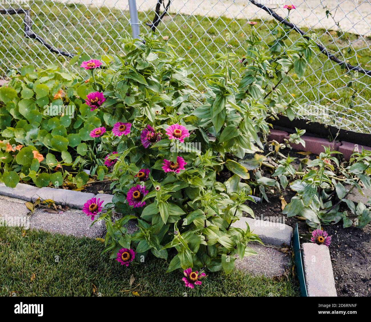 una pianta di zinnia rosa che fiorisce e prende il controllo della schiena giardino Foto Stock