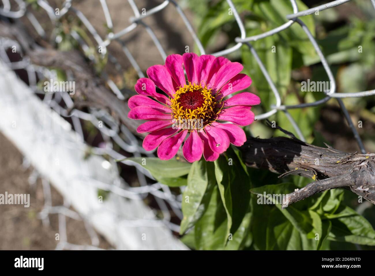 una solitaria fioritura di zinnia rosa che sfugge attraverso la recinzione Foto Stock