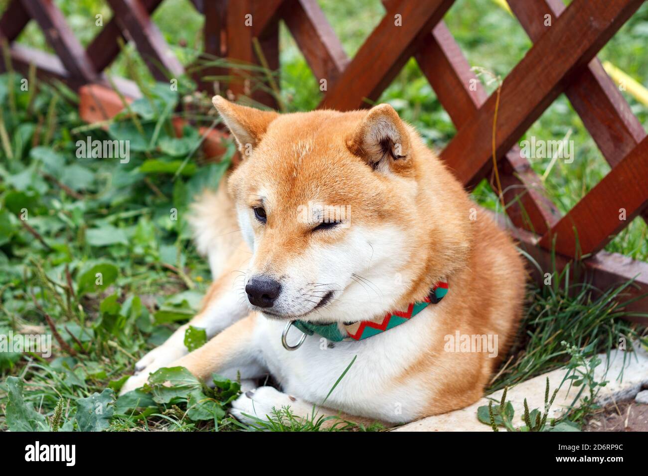 Cane giapponese di razza Shiba Inu sdraiato in una giornata estiva di sole. Il cane Shiba Ken giapponese di piccola taglia riposa sull'erba verde Foto Stock