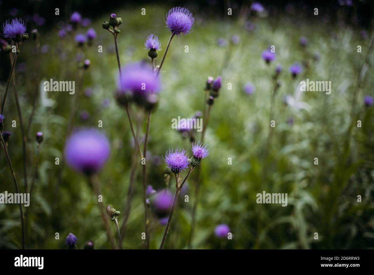 Delicati fiori violetti di Cirsium eterophyllum su lunghi e sottili foglie gambi in campo verde su sfondo sfocato Foto Stock