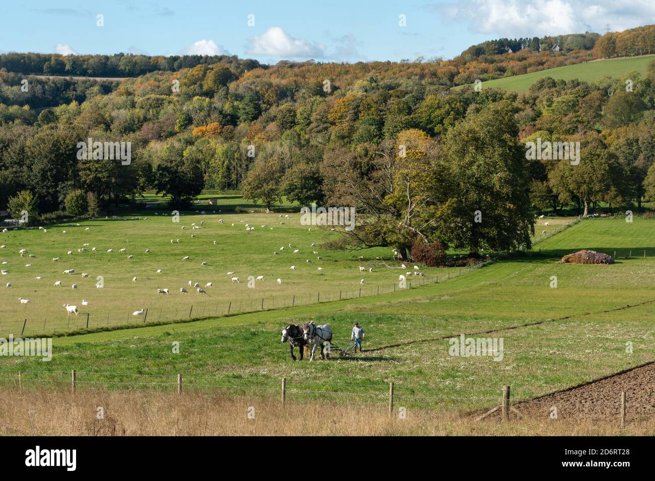Coppia di cavalli pesanti percheron britannici che tirano un aratro nel South Downs National Park, con gesso in basso, pecore e alberi d'autunno, West Sussex, Regno Unito Foto Stock