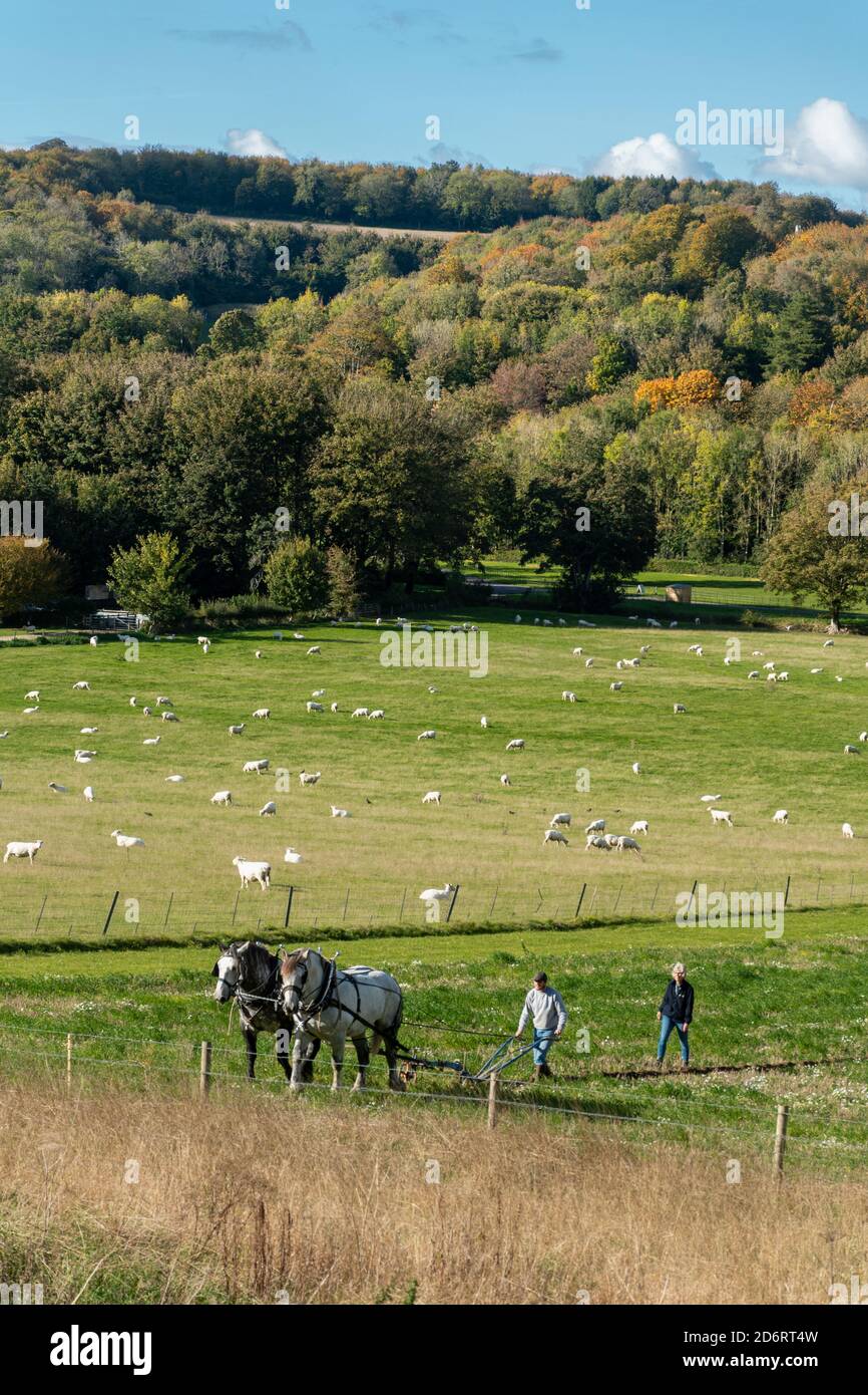 Coppia di cavalli pesanti percheron britannici che tirano un aratro nel South Downs National Park, con gesso in basso, pecore e alberi d'autunno, West Sussex, Regno Unito Foto Stock