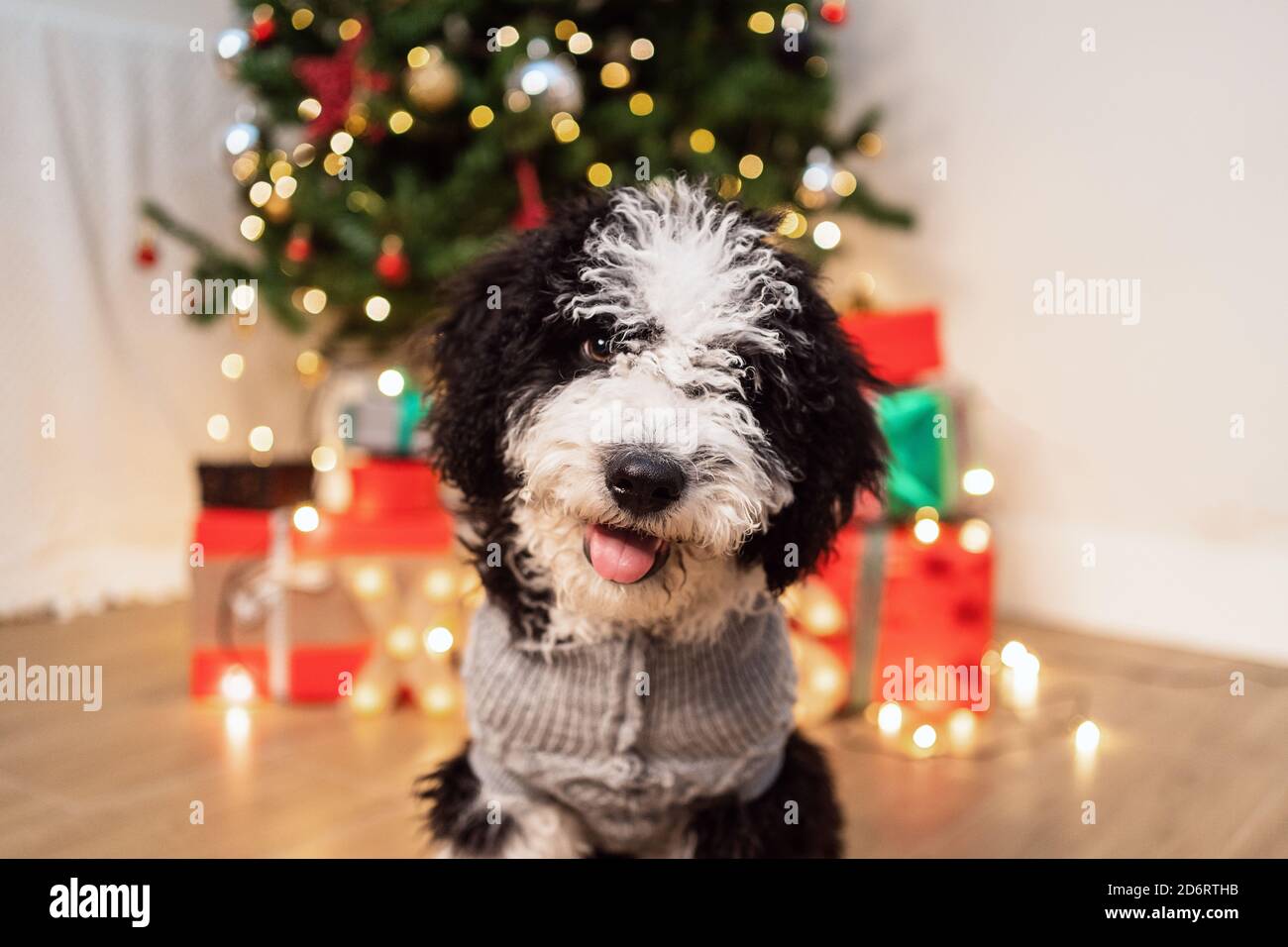 Adorabile cane in maglione caldo seduto in una stanza accogliente Con l'albero di Natale incandescente Foto Stock