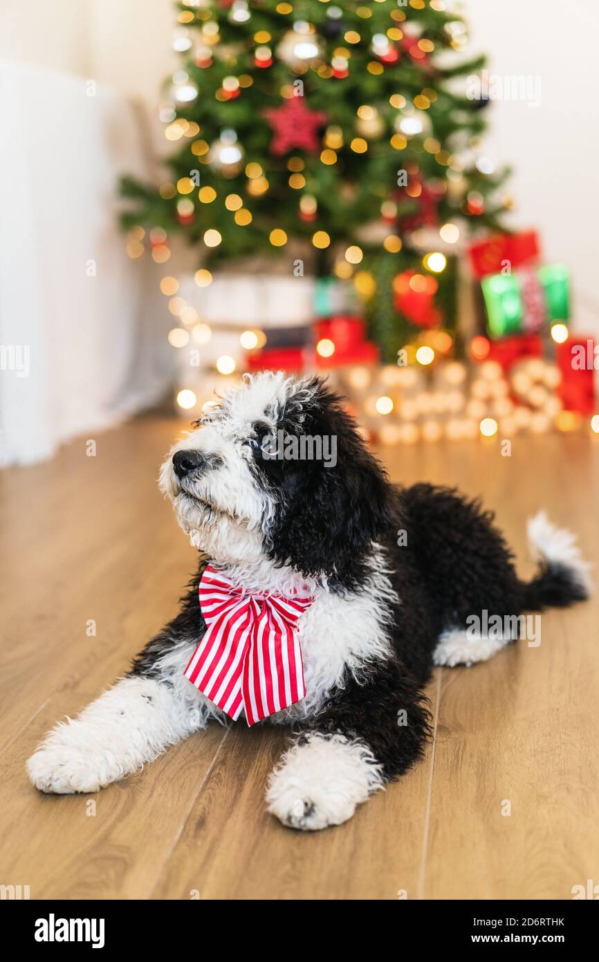 Adorabile piccolo cane seduto in una camera accogliente con brillante Natale albero Foto Stock