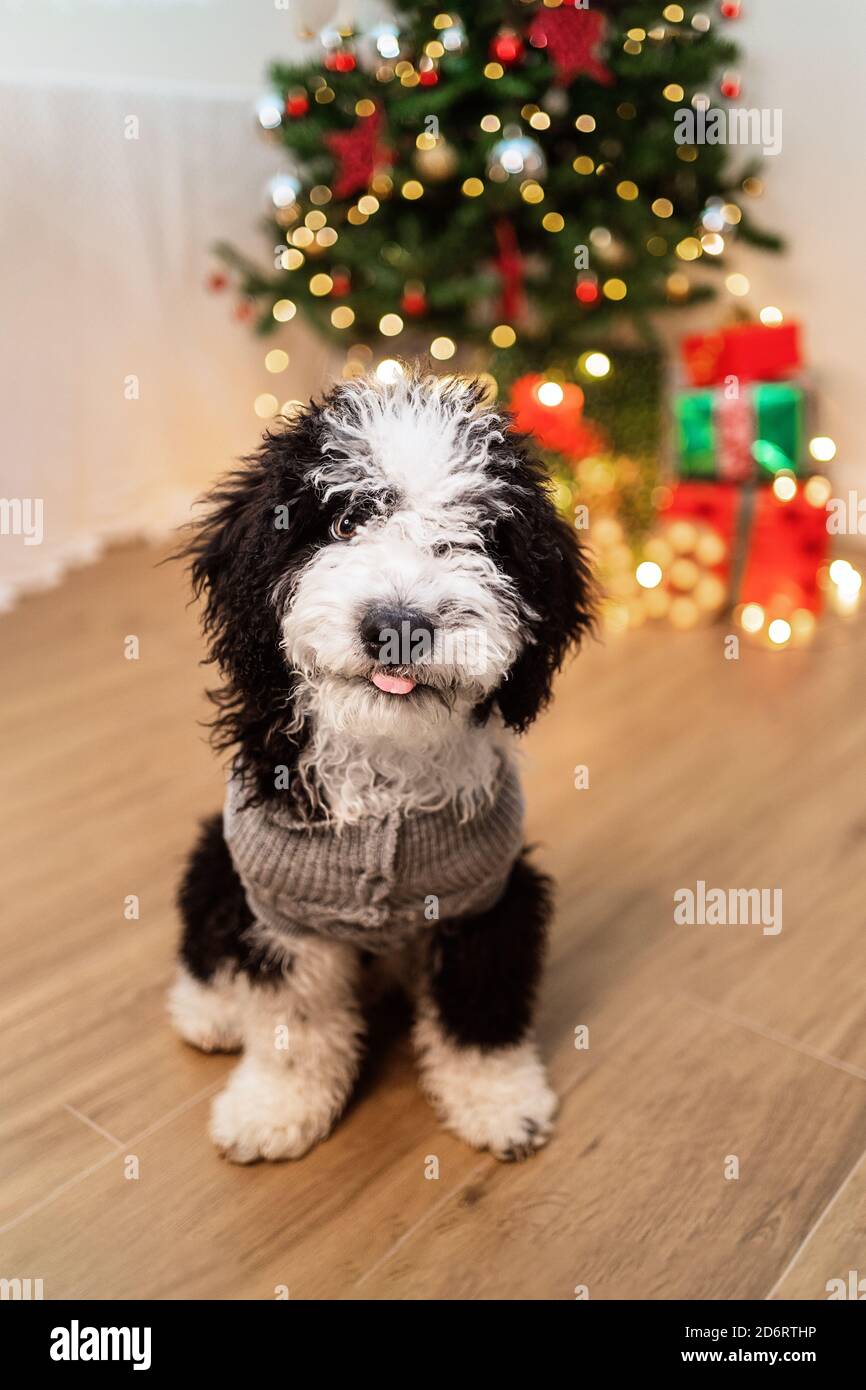 Adorabile cane in maglione caldo seduto in una stanza accogliente Con l'albero di Natale incandescente Foto Stock