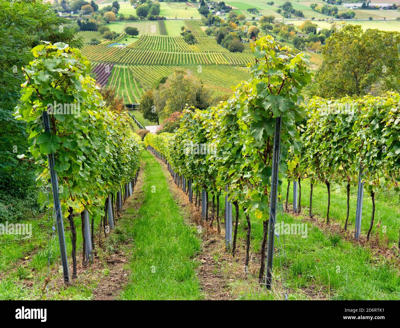 Weinberg bei Schriesheim Foto Stock