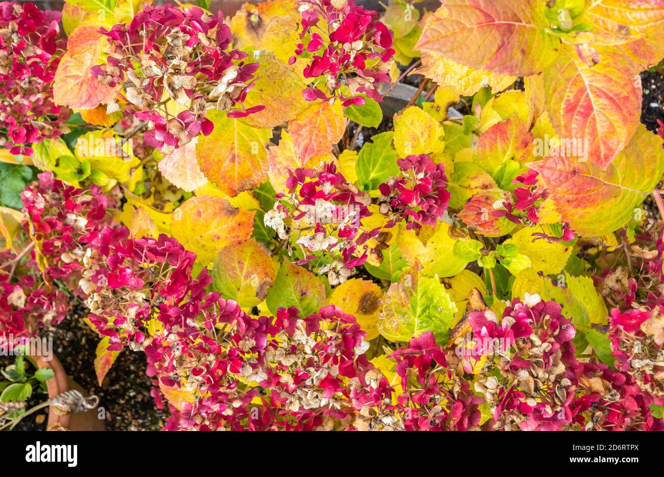 Hydrangea, l'estate infinita la sposa, con fiori di borgogna e foglie gialle come muore di nuovo in autunno colori in ottobre in un giardino Surrey Foto Stock