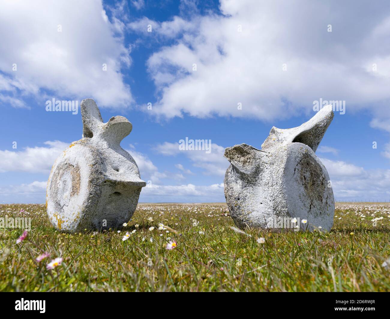 La balena sulle vertebre più deprimente isola. America del Sud, Isole Falkland, Gennaio Foto Stock