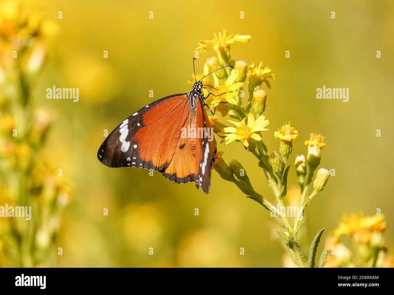 Tigre pianura, regina africana, o monarca africano (Danaus chrysippus) migratori in Spagna, basandosi su falso yellowhead, Andalusia, Spagna. Foto Stock