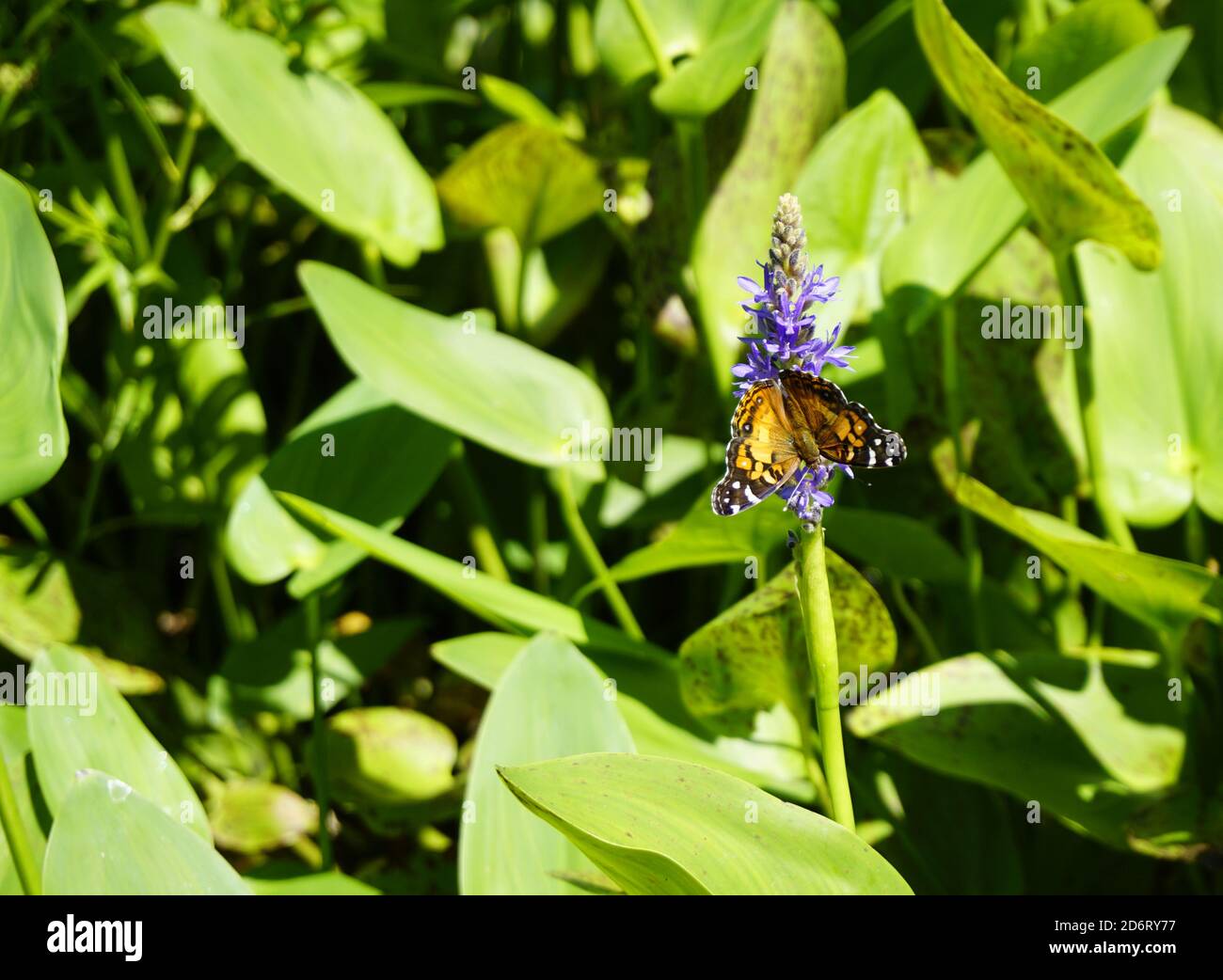 Farfalla americana (Vanessa virginiensis) su erbe infestanti (Pontederia cordata) Foto Stock