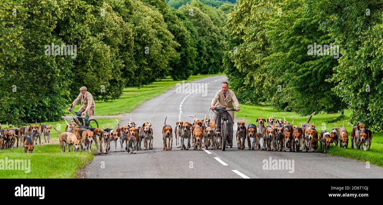 Belvoir, Grantham, Lincolnshire, Regno Unito - il Duca di Rutland si è allenato la mattina presto con il cacciatore del Belvoir John Holliday Foto Stock