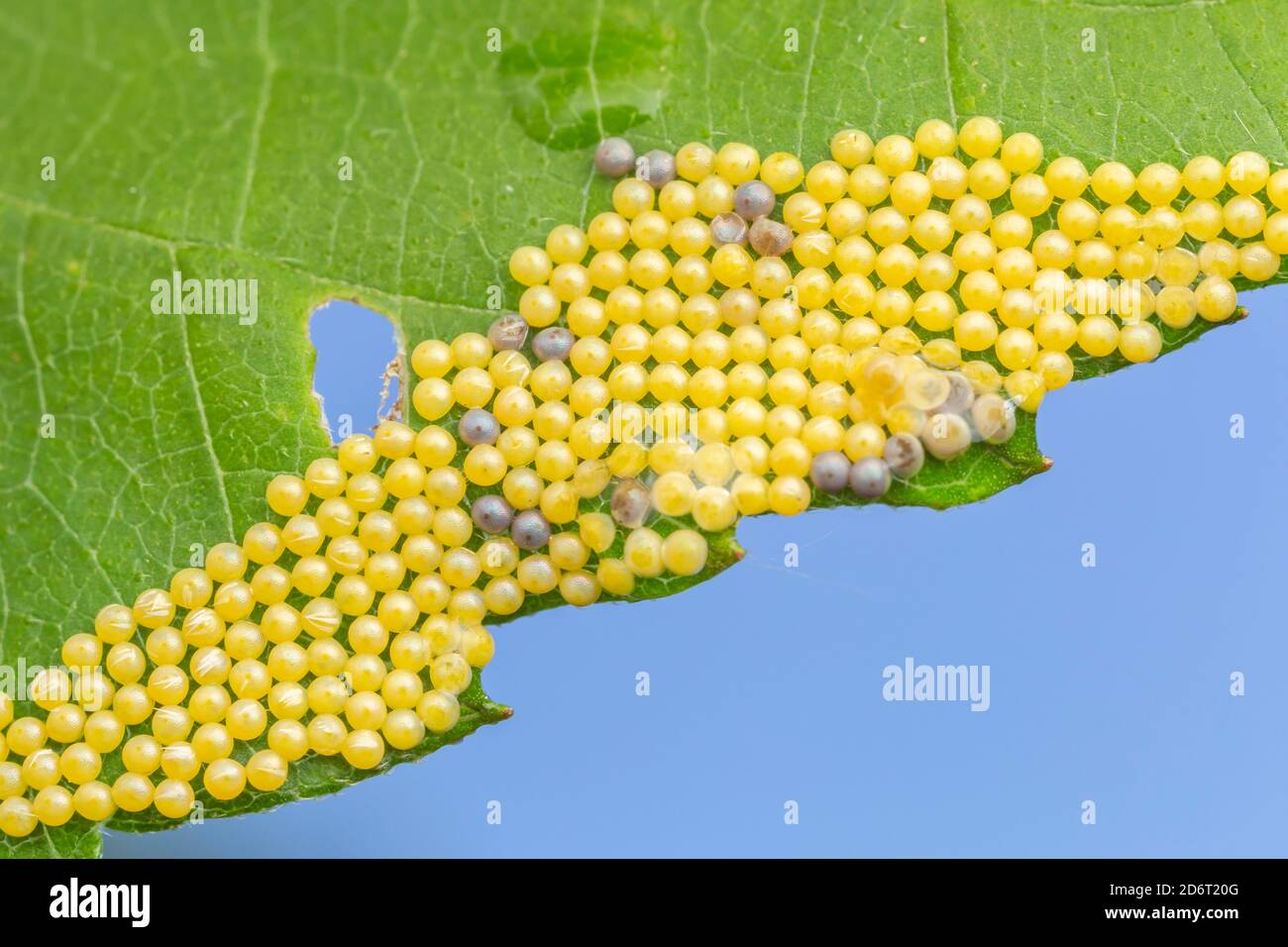 Uova di falena salmastra (Estigmene acrea) su una foglia. Foto Stock