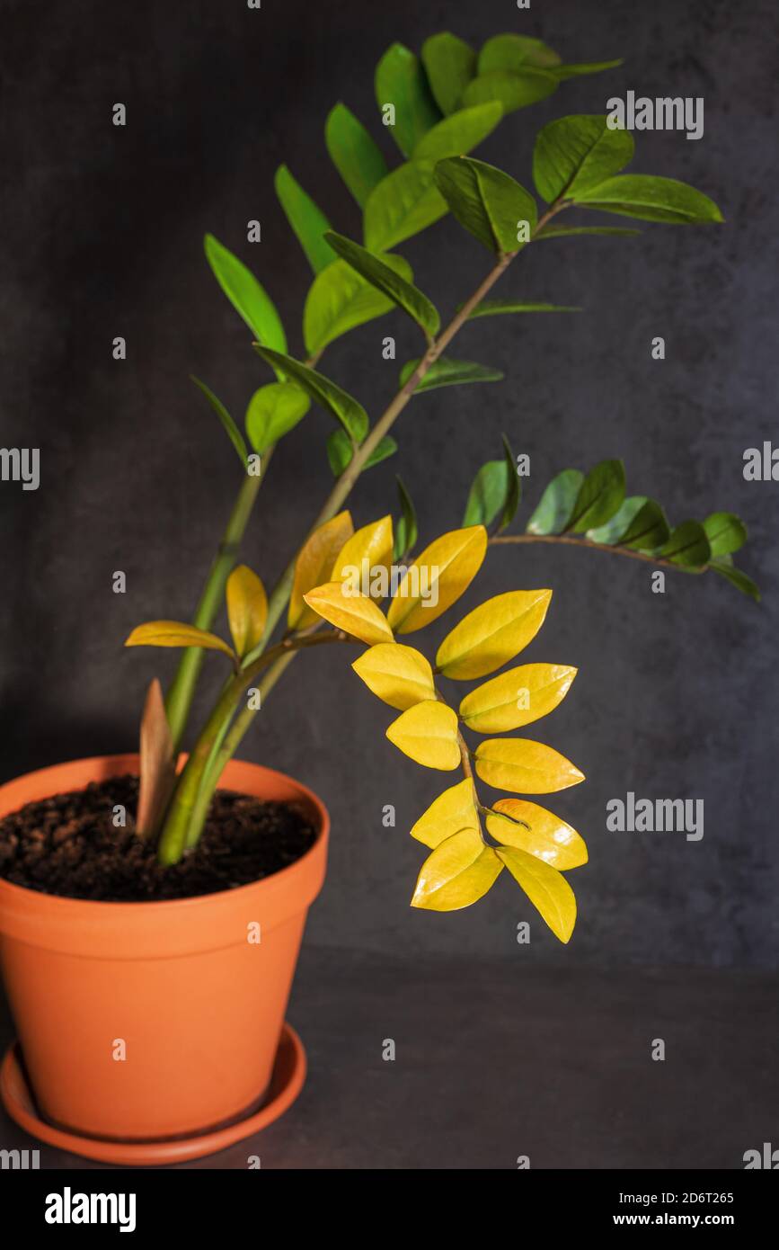 Malattia di houseplant. Zamioculcas con foglia gialla in vaso di fiori marrone su sfondo scuro. Concetto di trattamento e cura di impianti interni. Primo piano Foto Stock