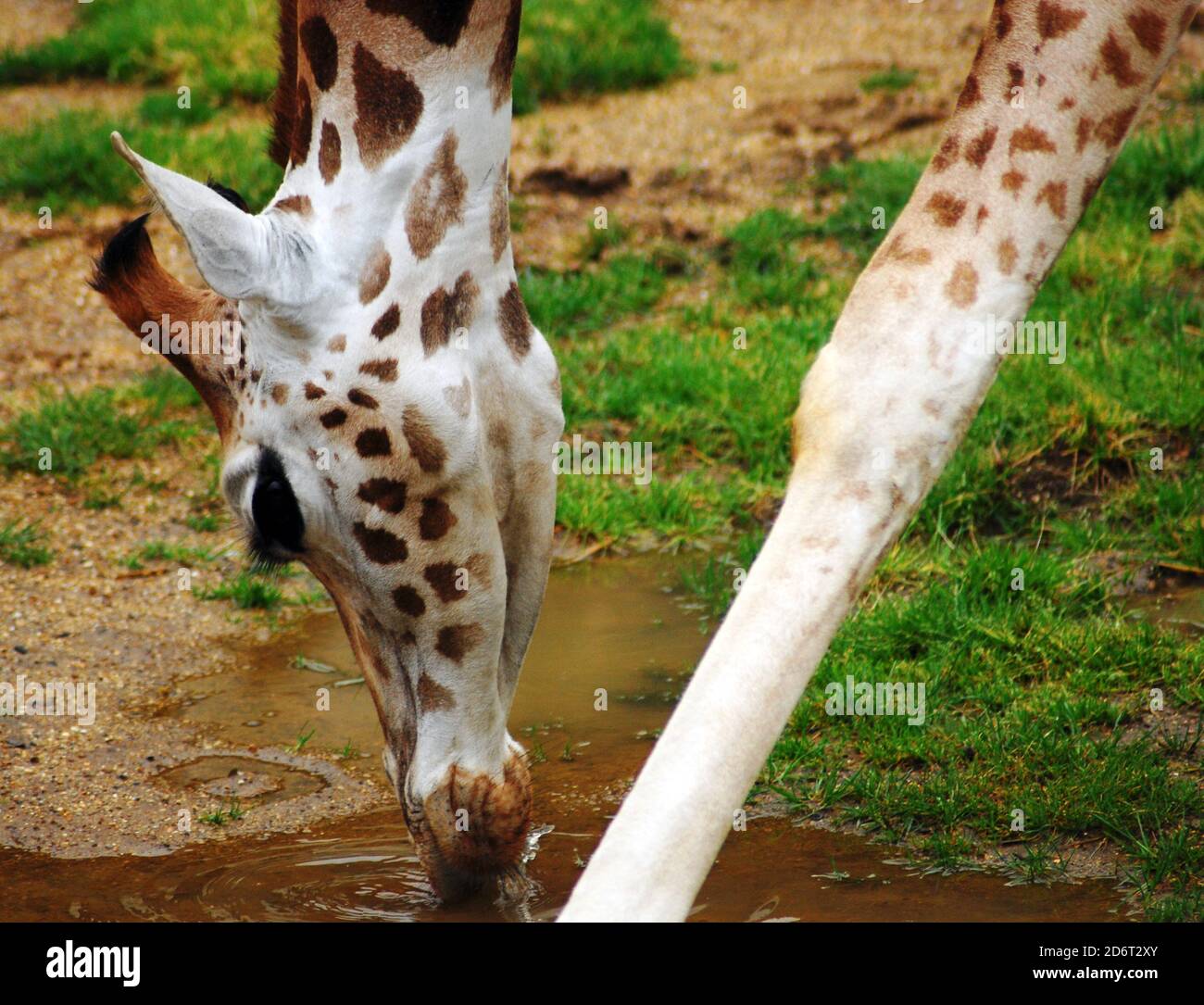 Giraffa di Young Rothschild (Giraffa camelopardalis rothschildi) primo piano di testa e gambe, acqua potabile una delle specie di sottogiraffe più minacciate Foto Stock