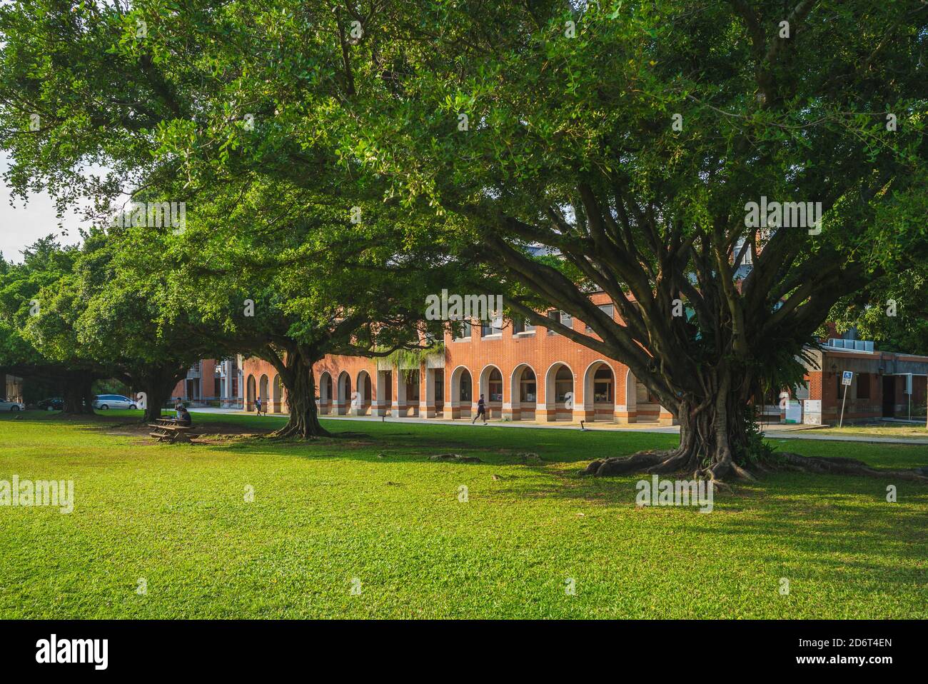 National Cheng Kung University Banyan Park a tainan, taiwan Foto Stock