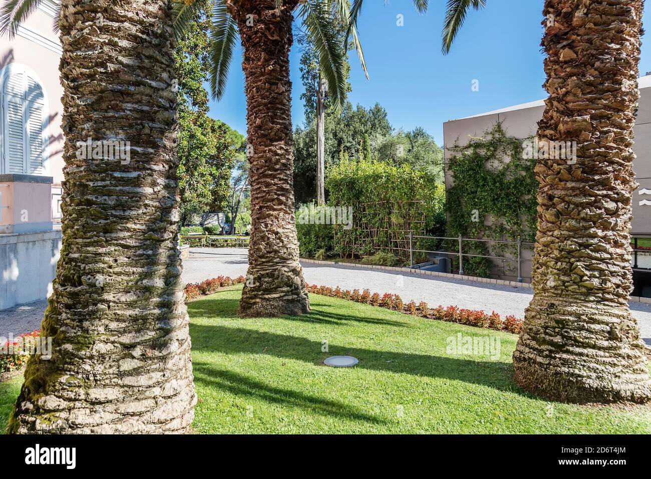 tre bellissimi vecchi tronchi di palme al sole Foto Stock
