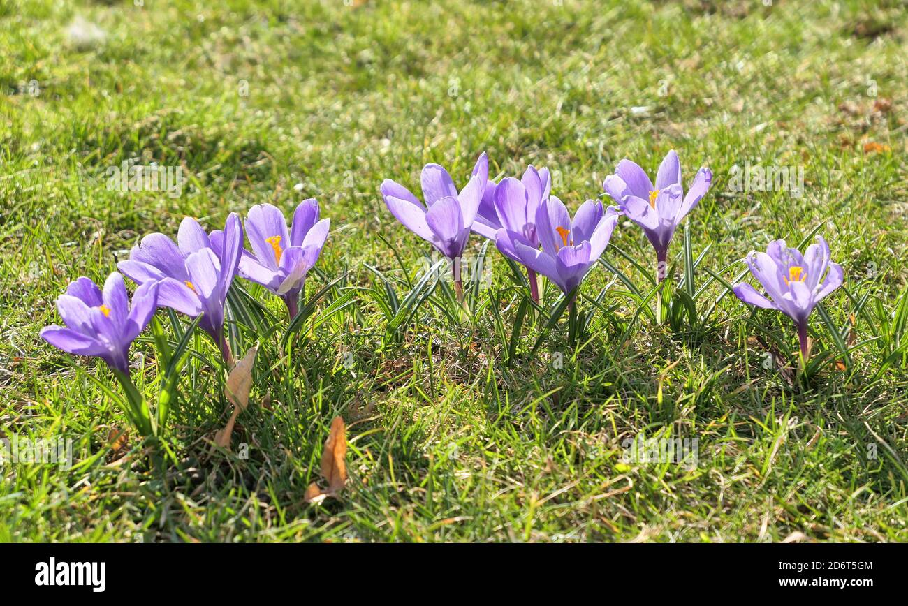 Fiori di crocus viola. Primi segni di primavera. Foto Stock