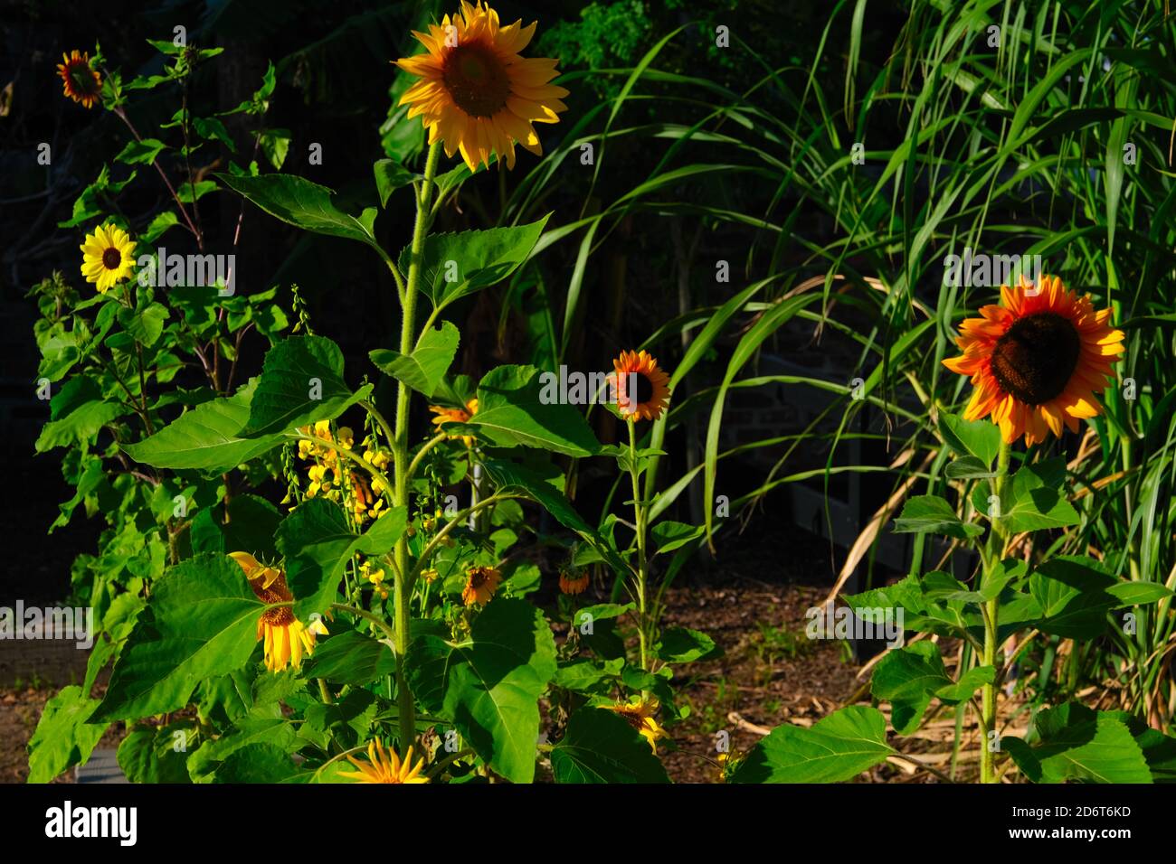 Urban Garden, Halloween, Fontana,, costruzione, Chiesa di Huguenot, Cimitero, zucca in finestra, Pun con verdure. Foto Stock