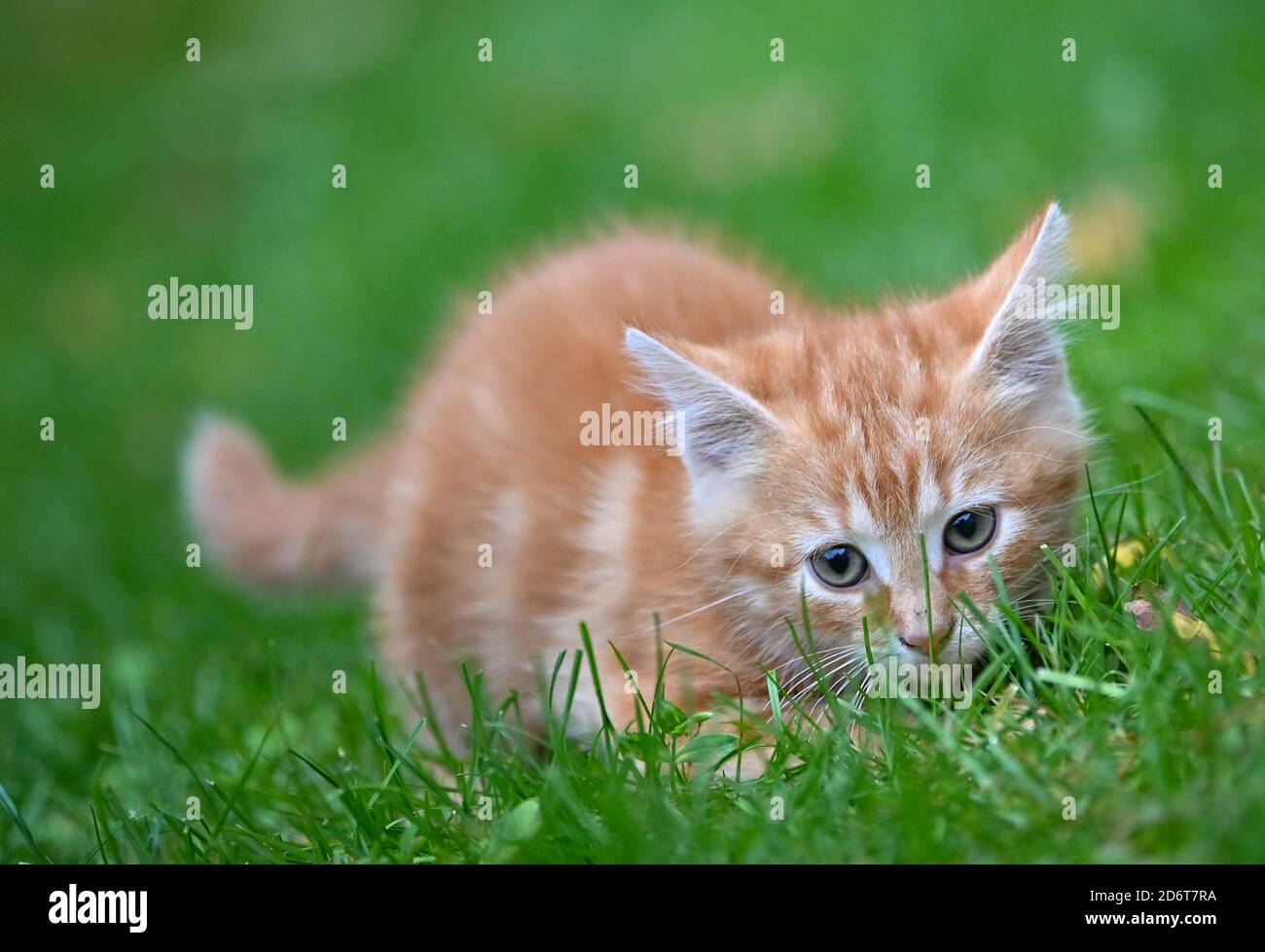 18 ottobre 2020, Brandeburgo, Sieversdorf: Un gattino di circa otto settimane esplora i suoi dintorni su un prato in un giardino. Foto: Patrick Pleul/dpa-Zentralbild/ZB Foto Stock
