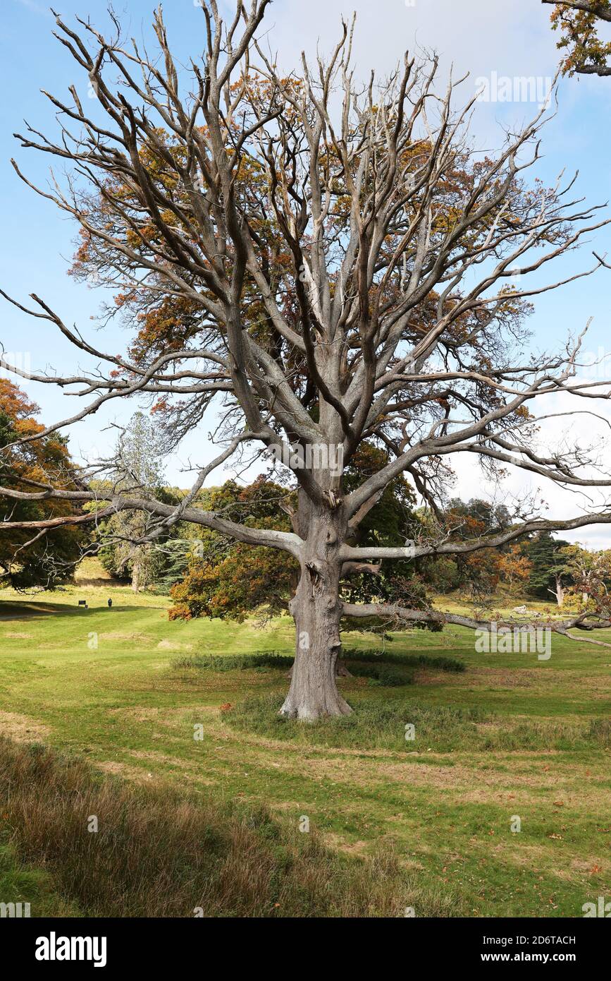 Dead Oak Tree, Mid Wales, regno unito Foto Stock