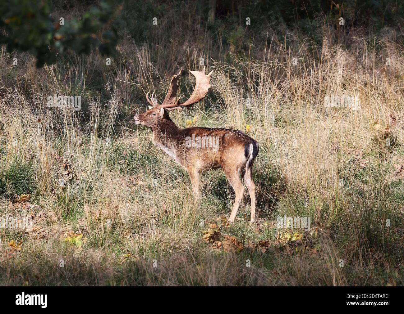 Fallow Deer Stag, Dama dama, chiamata durante la stagione di rutting, Mid Wales, uk ottobre 2020 Foto Stock