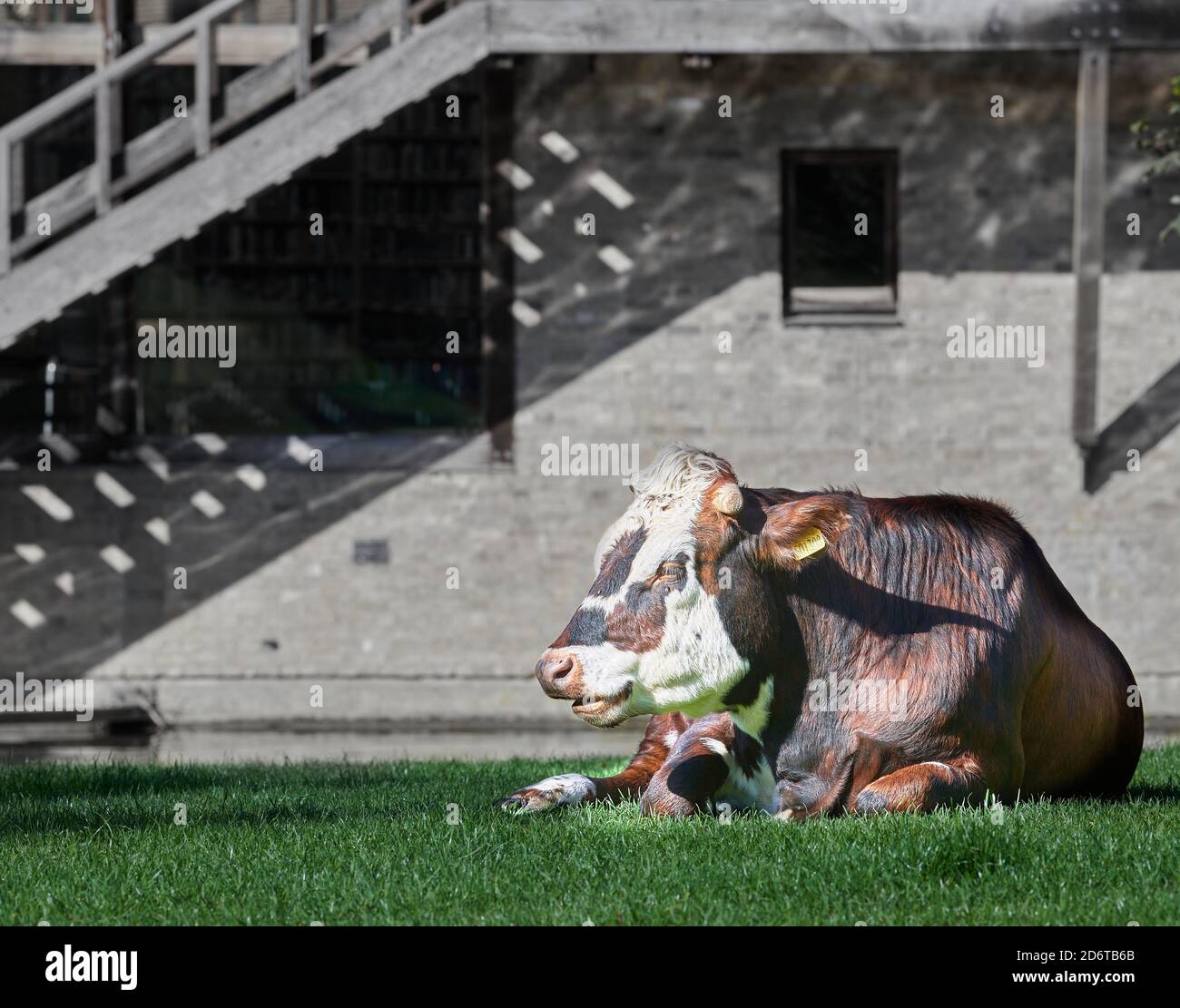 Un bue siede sull'erba di Laundress Green vicino al fiume Cam, di fronte al Darwin College, università di Cambridge, Inghilterra. Foto Stock