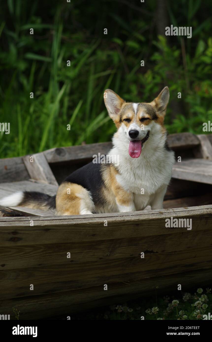 Gallese corgi pembroke sbava e ridendo seduto in barca di legno, sfondo verde Foto Stock