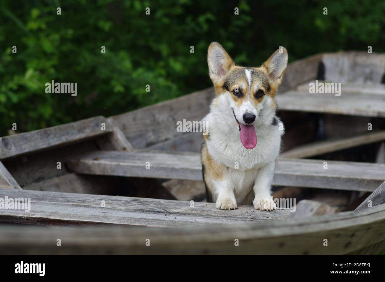 Corgi cane sulla barca di legno nel villaggio, tre razza pura colorata, lingua fuori Foto Stock