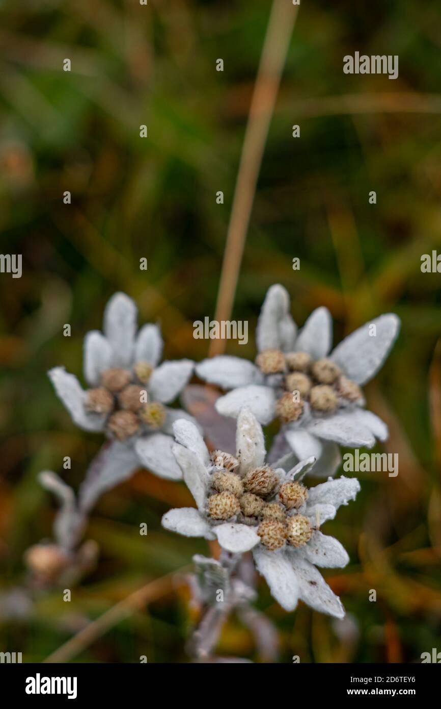 Due closeup Edelweiss in montagna Foto Stock