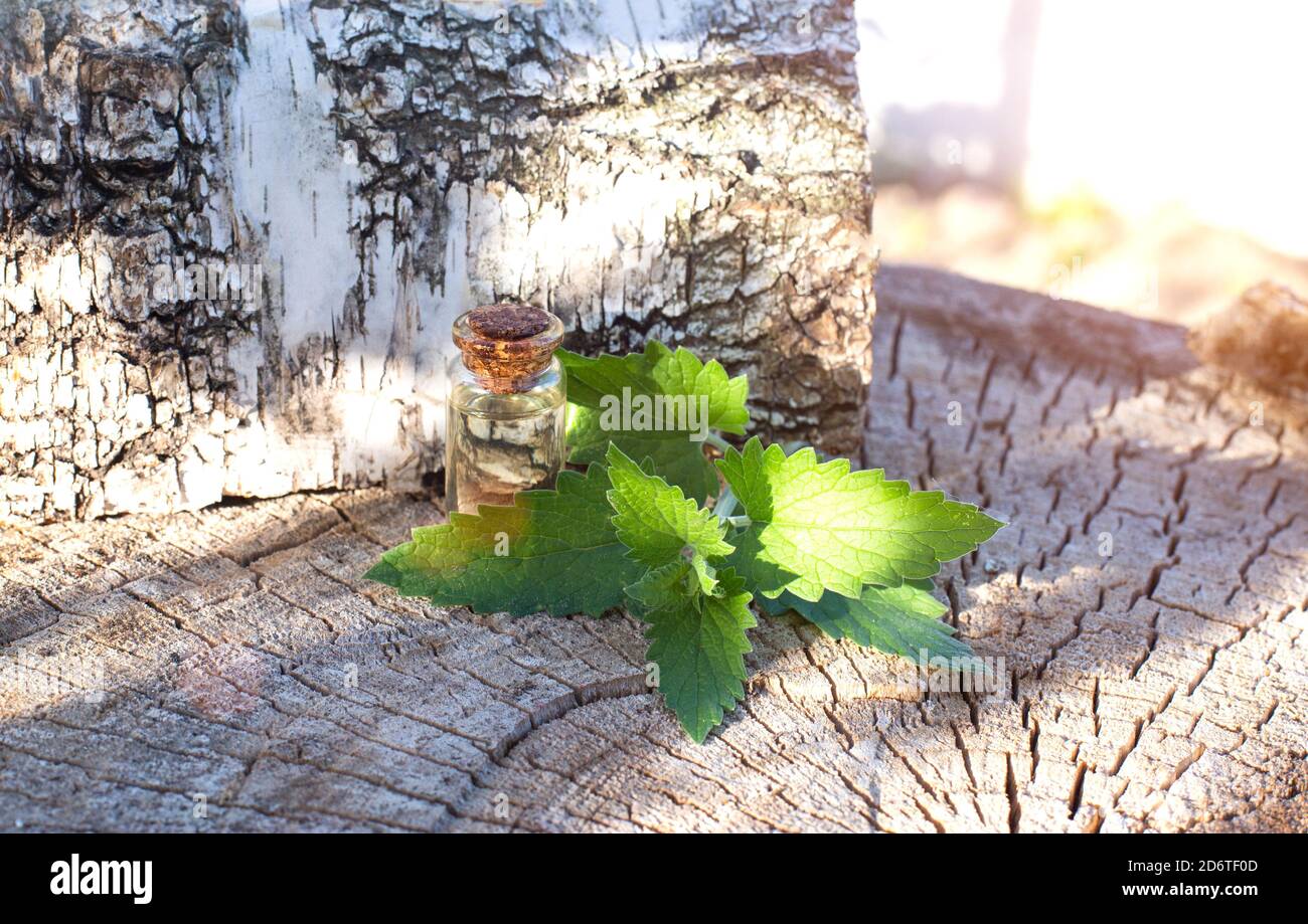 Bottiglia con olio curativo di limone balsamo erba su sfondo betulla albero. Effetto antispasmodico e analgesico, fitoterapia terapeutica, aromaterapia Foto Stock