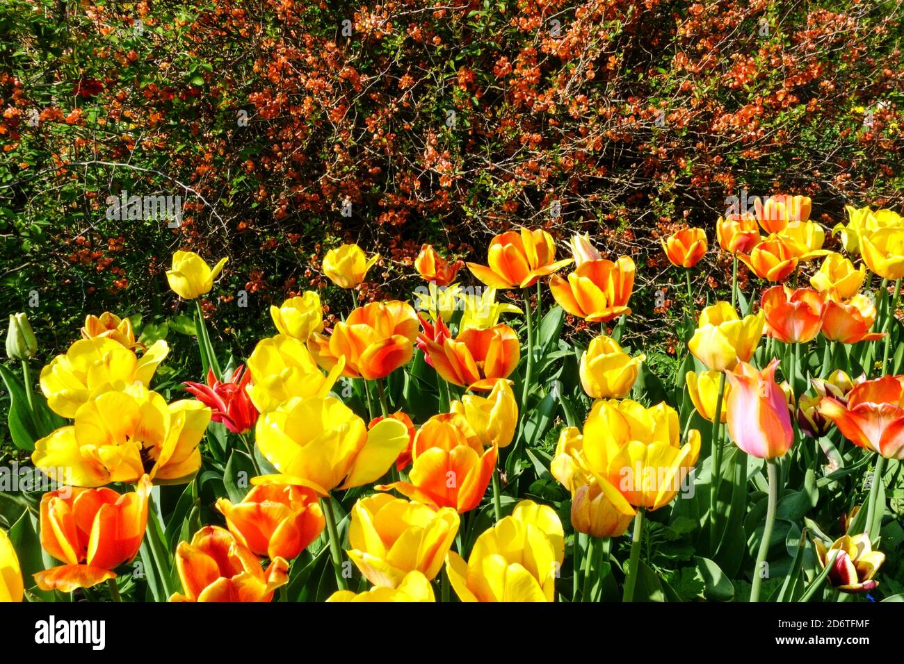 Tulipani del giardino primaverile fioriato bordo Foto Stock