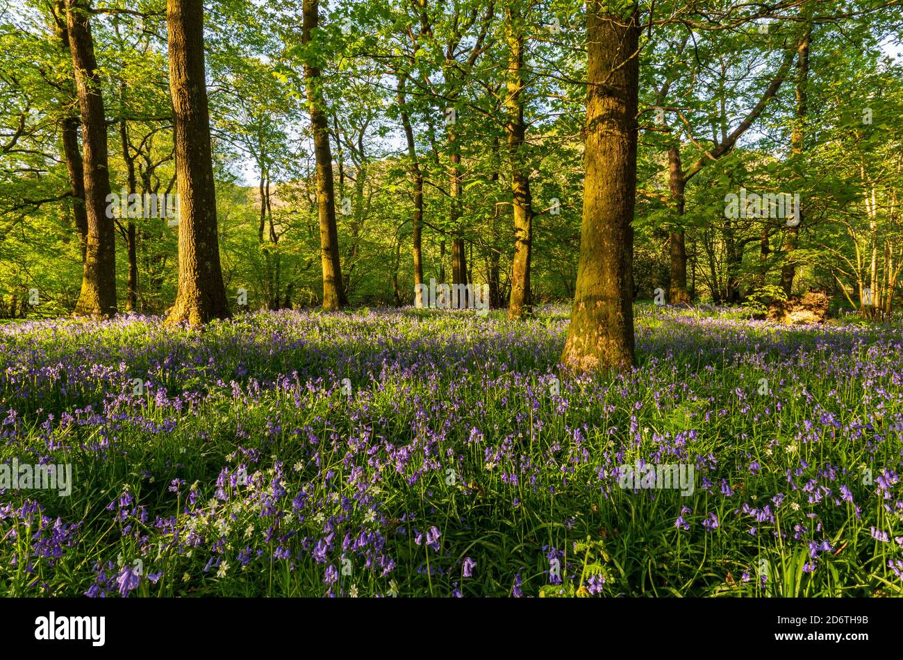 Rydal Woods Bluebells Foto Stock