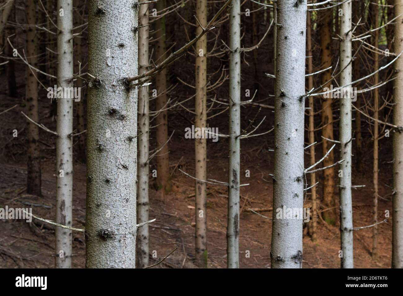 Focus su vecchio tronco di abete rosso in fitta foresta di conifere. Silvicoltura, ambiente, cambiamenti climatici, malattie e sostenibilità Foto Stock