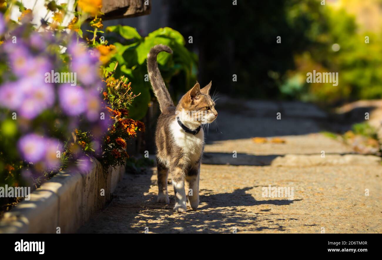 Bella strada nella città di Kos Foto Stock