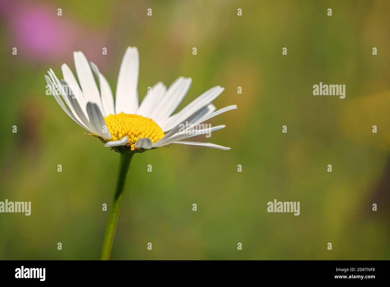Un fiore Daisy (Leucanthemum vulgare) in primavera Foto Stock