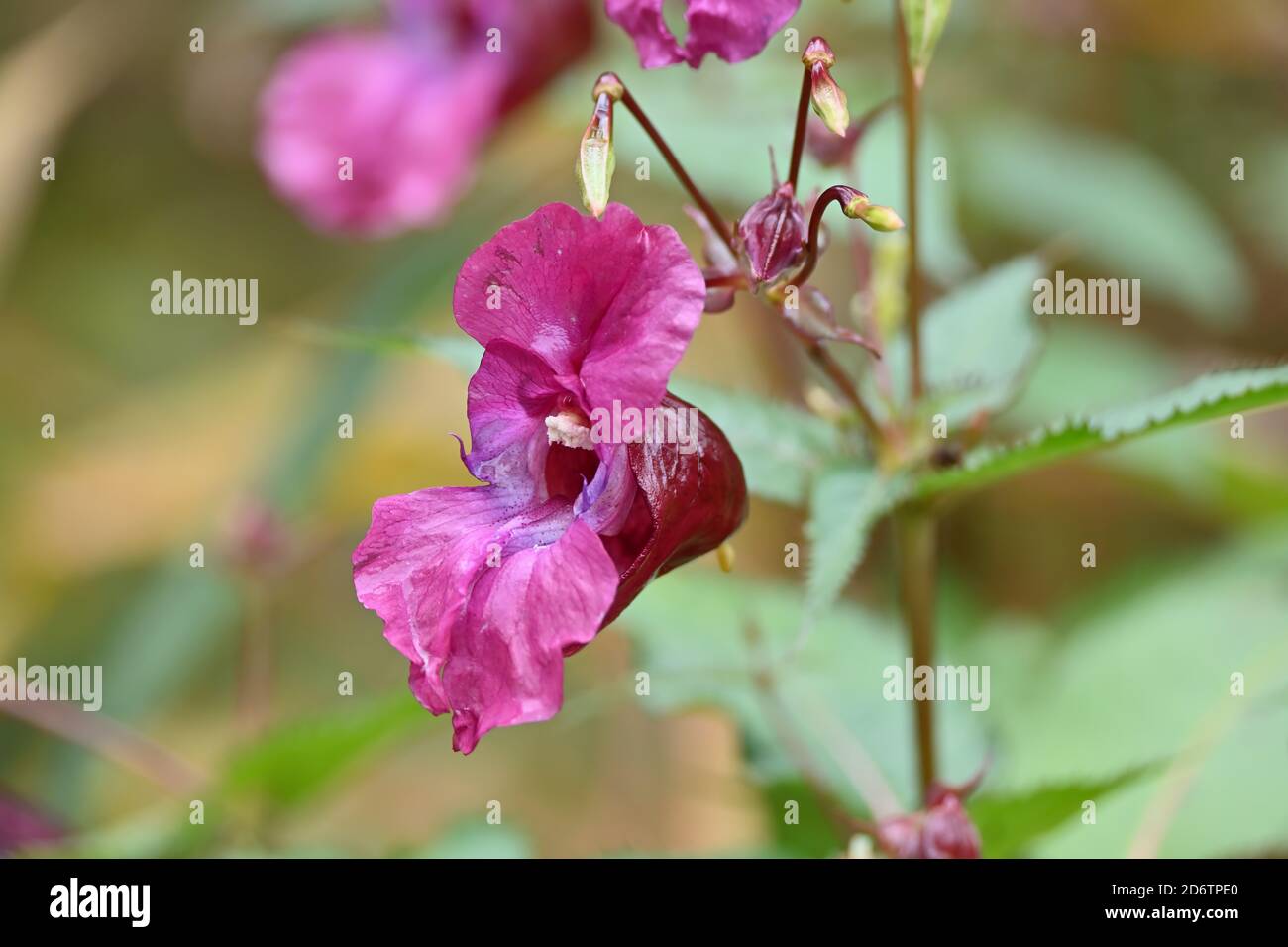 Impatiens glandulifera, balsamo himalayano fiorito rosa. Impianto di caschi da poliziotto, Bobby Tops, in primo piano. Foto Stock