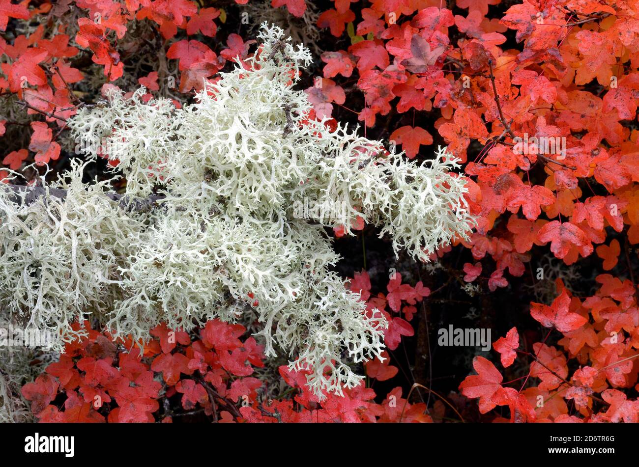 Rami di un acero montpellier (Acer monspessulanum) coperto da licheni nel parco naturale Valderejo, Alava, Paesi Baschi, Spagna Foto Stock