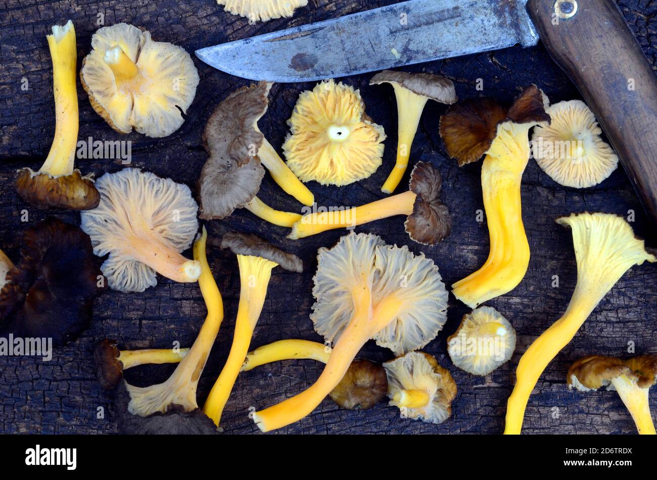 Composizione del fungo giallo del piede (Craterellus lutescens) dopo essere stato raccolto nella foresta Foto Stock